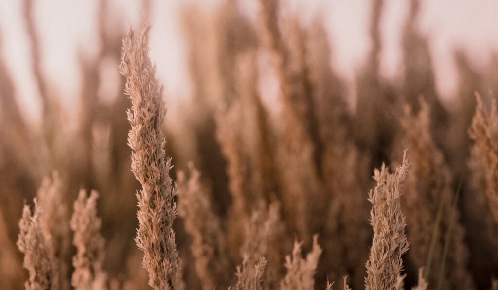 Wheat-2